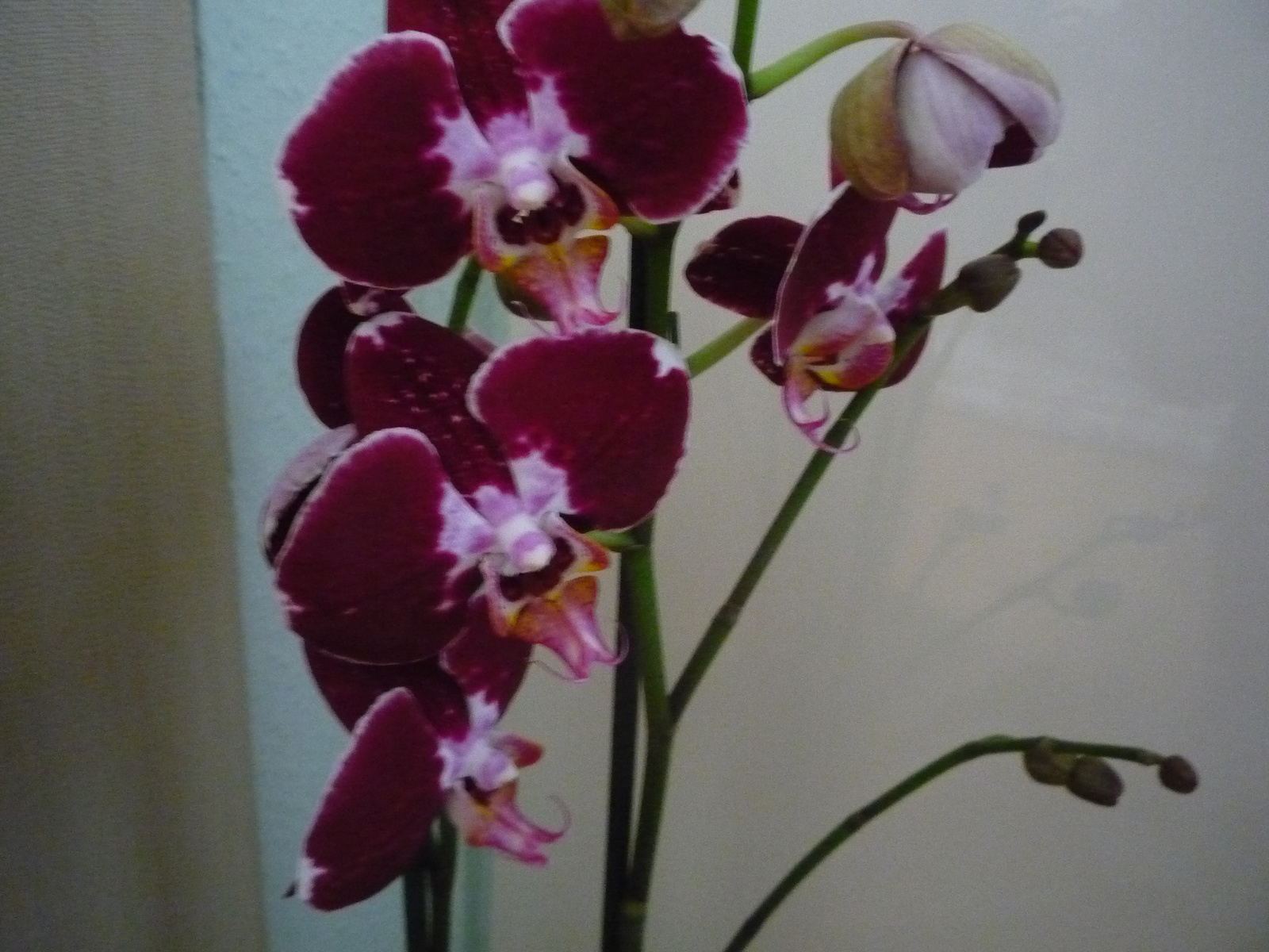 2011. ÁPRILIS  29. ORCHIDEÁK 009