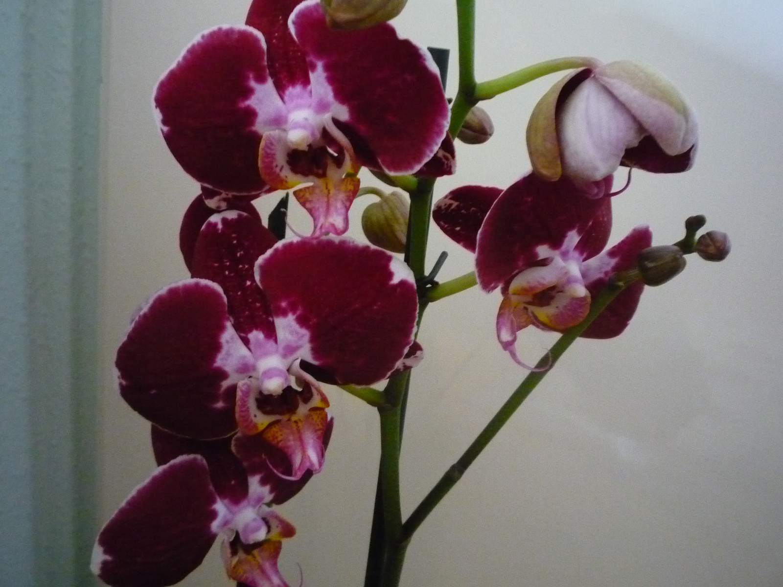 2011. ÁPRILIS  29. ORCHIDEÁK 011