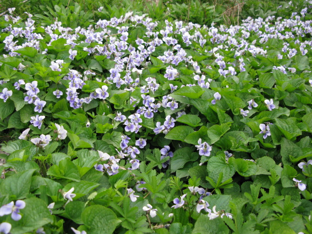 20110417 ibolya erdő