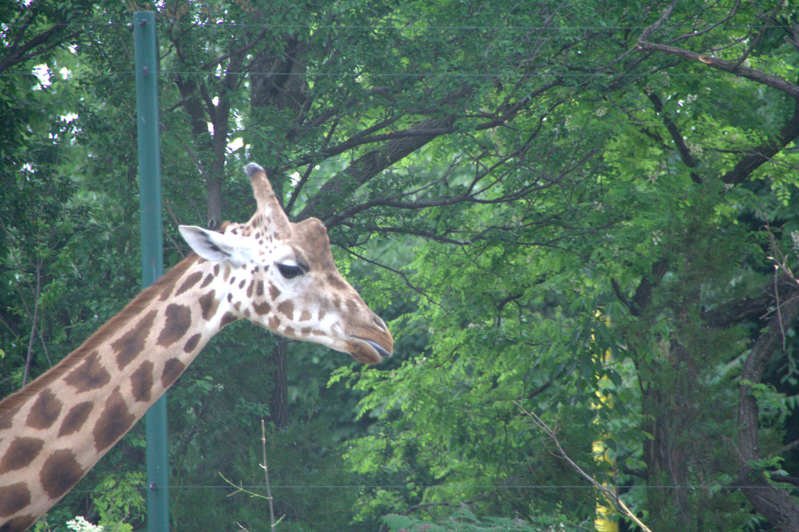 2011.Budapesti állatkert25