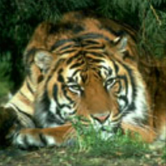 Tigris (1)