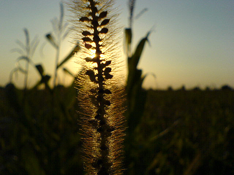 fűszál