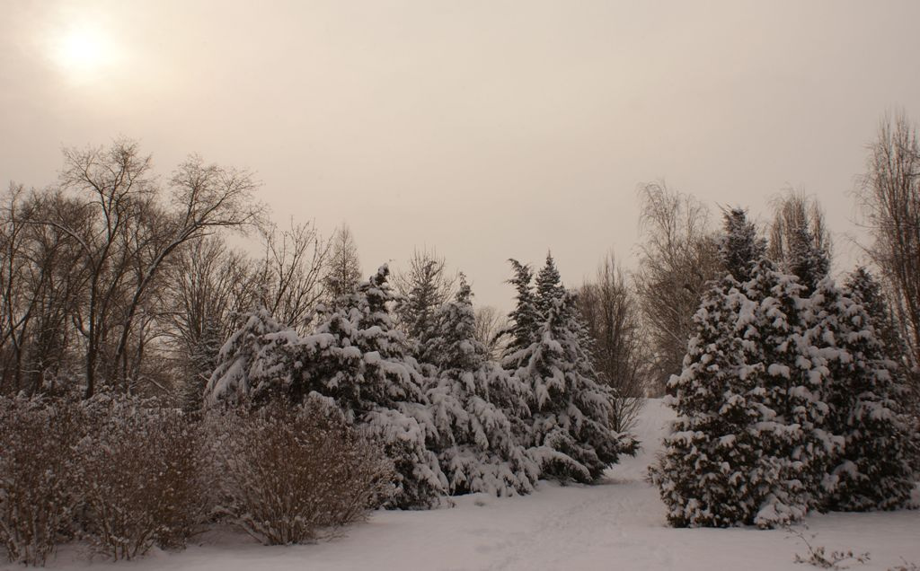 Kecskeméti Arborétum - téli napsütésben