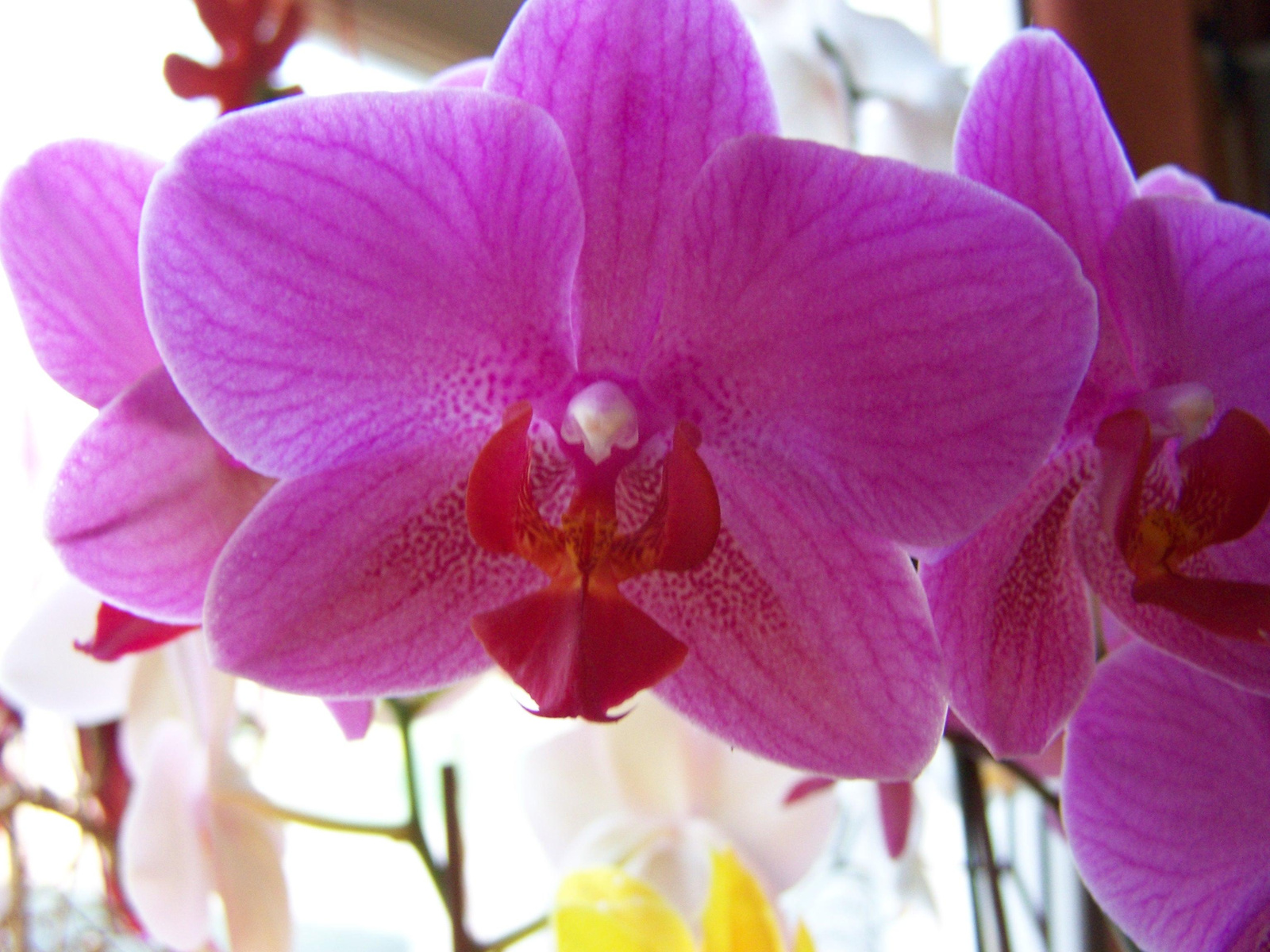 orchidea 0376