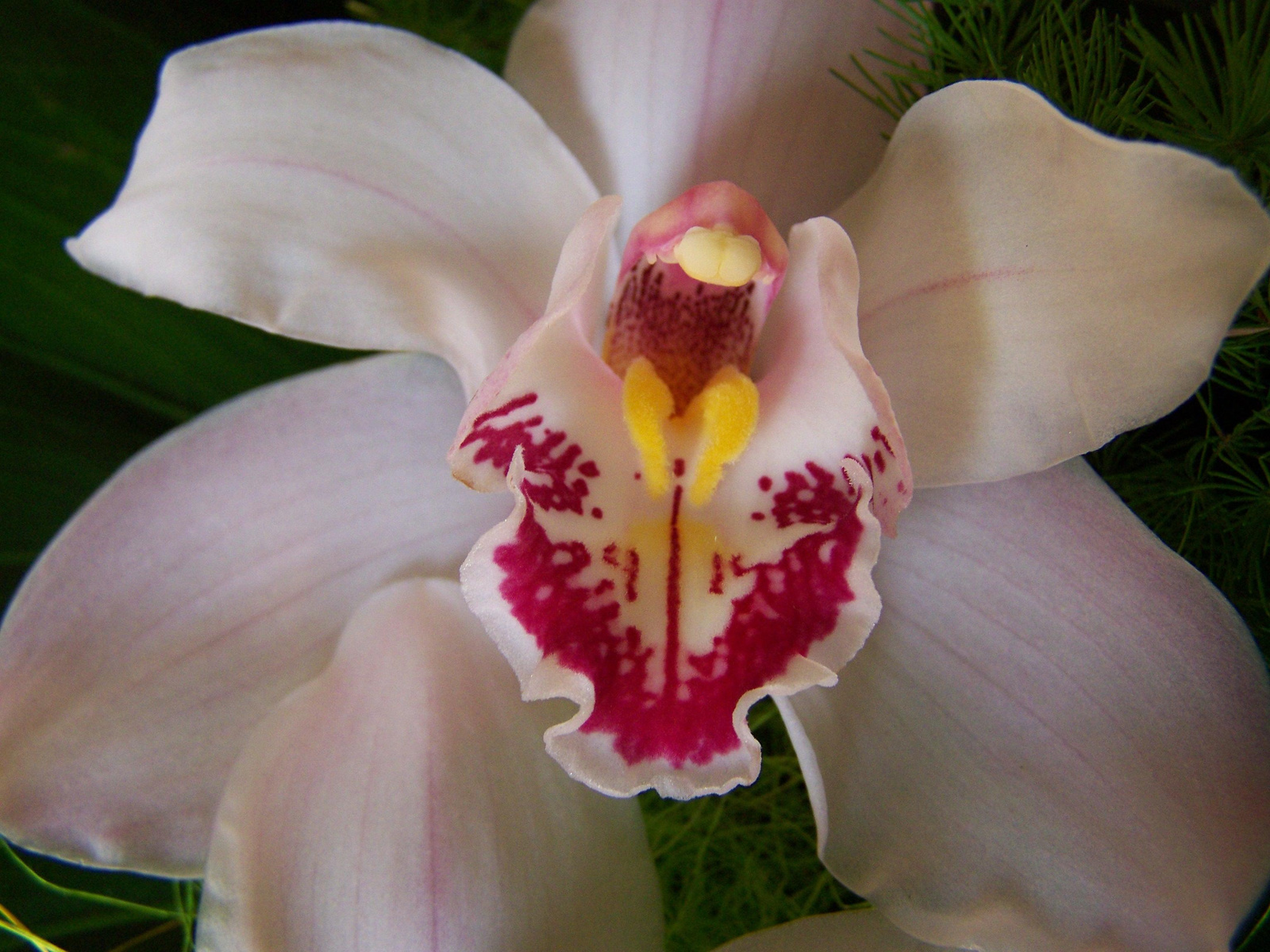 orchidea 1469
