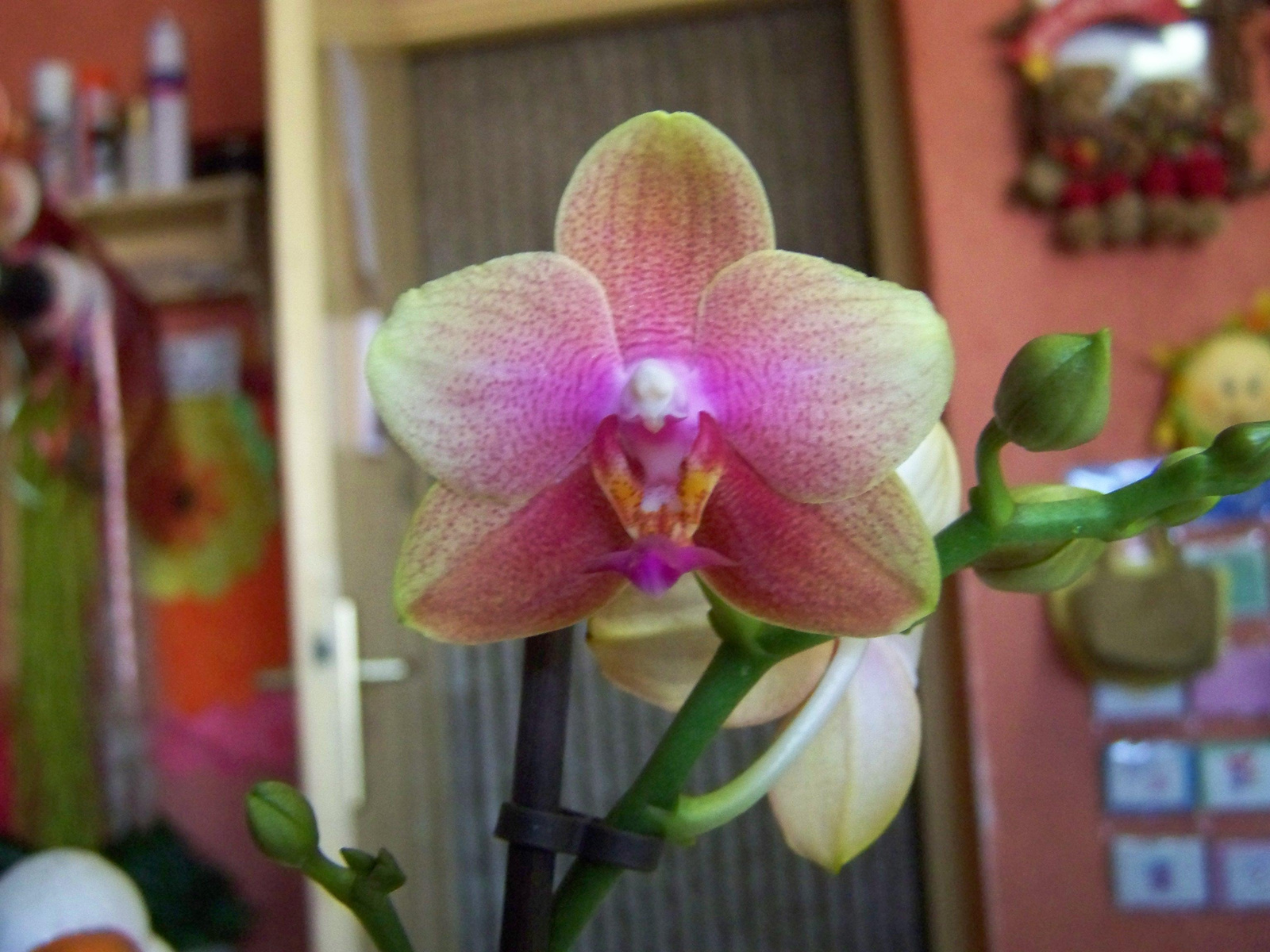 orchidea 0377