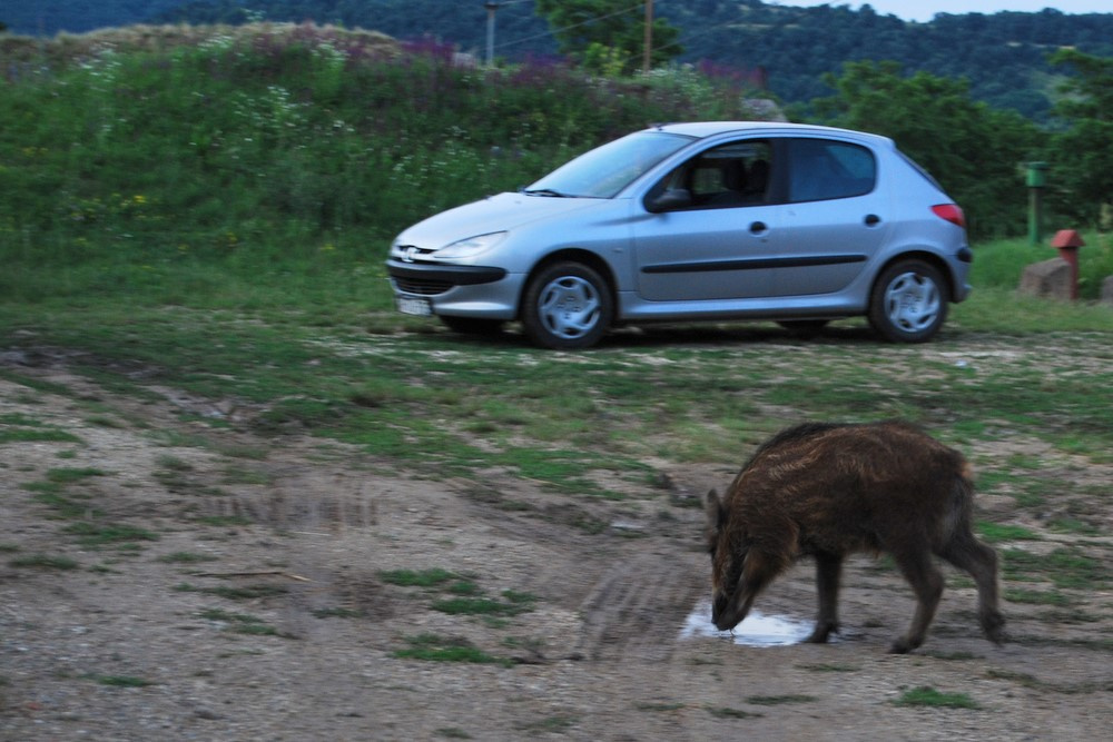 Vaddisznó