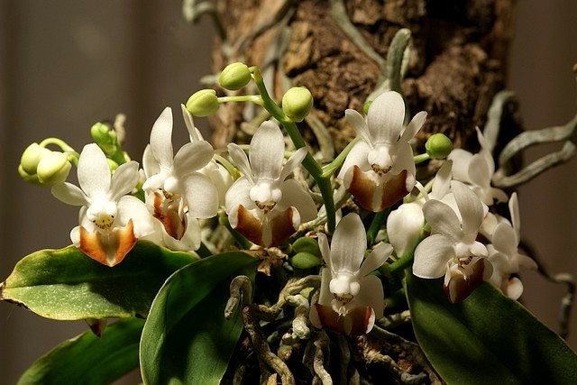 Phalaenopsis lobbii