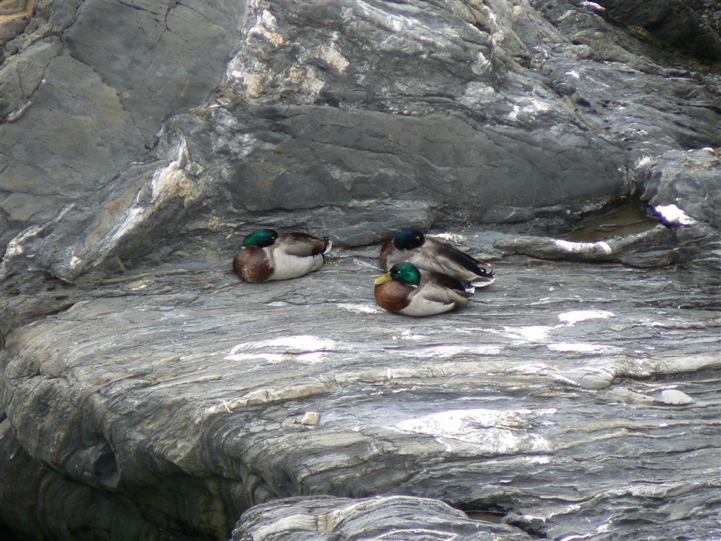 cinque terre -82