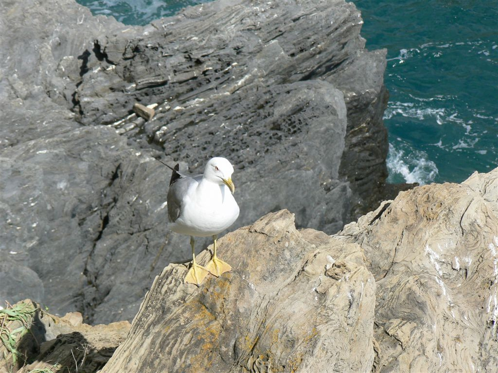 cinque terre -104