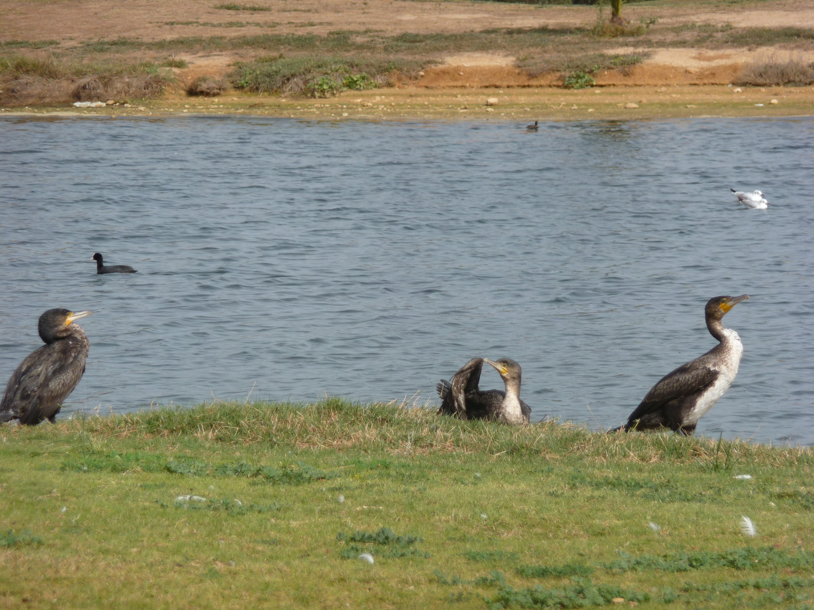 Monastir - Palm Links, Kormonárok