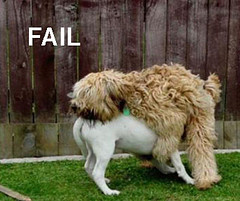 dog fail