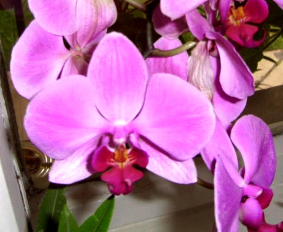 Orchidea1