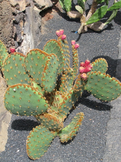 Jardín de Cactus[240] resize
