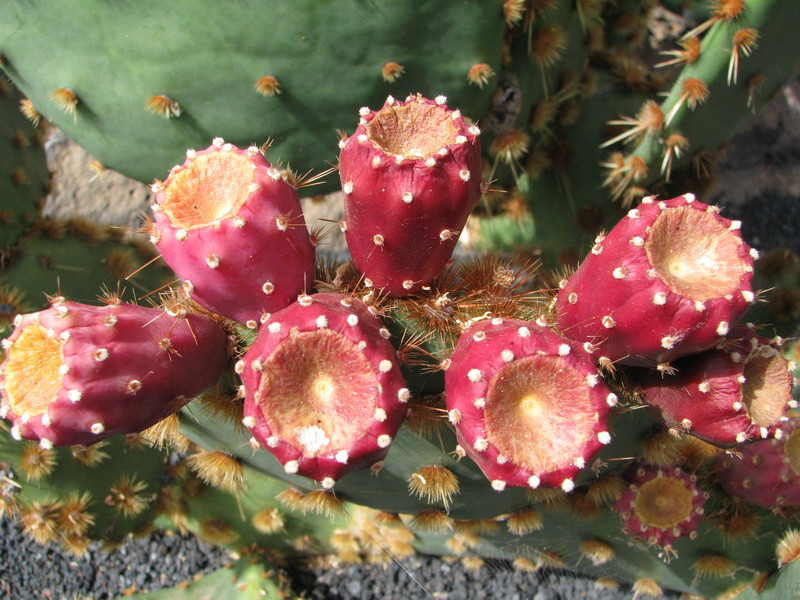 Jardín de Cactus[241] resize