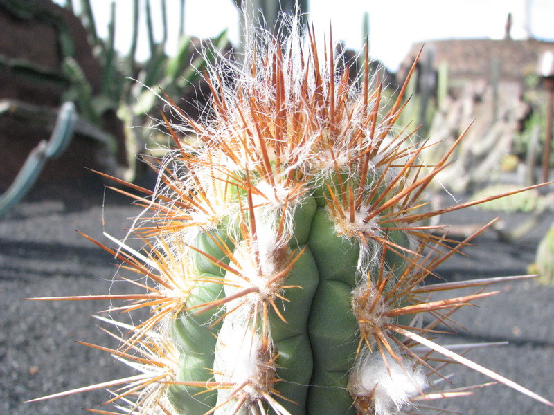 Jardín de Cactus[286] resize