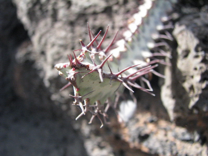 Jardín de Cactus[299] resize