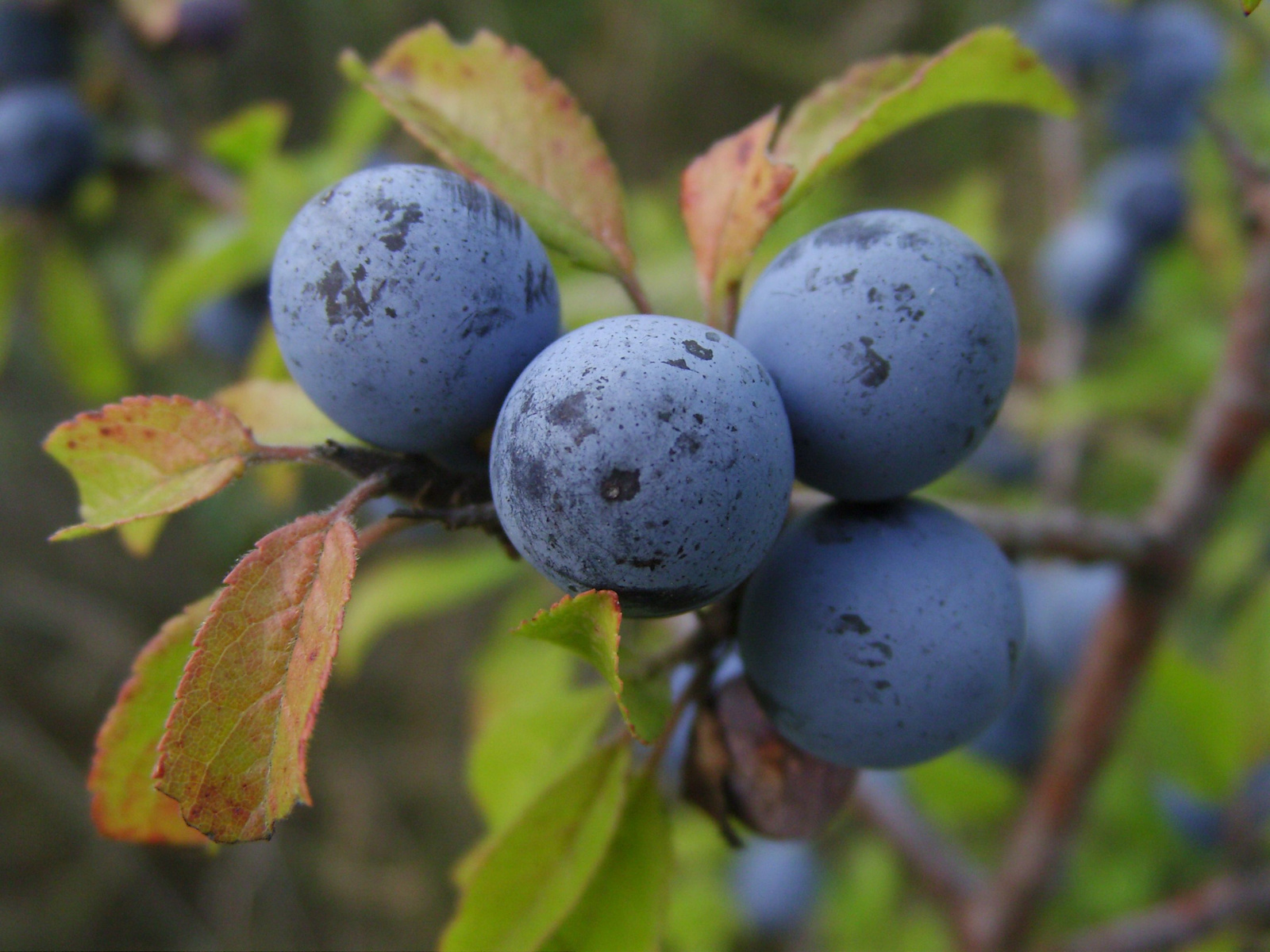 Kökény (Prunus spinosa)