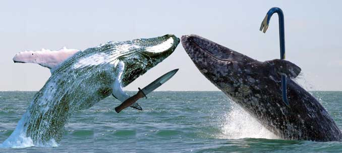 whale-wars