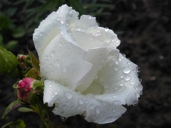 harmatos fehér róza
