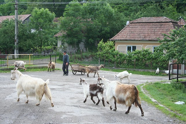 torocko201005 kecskék