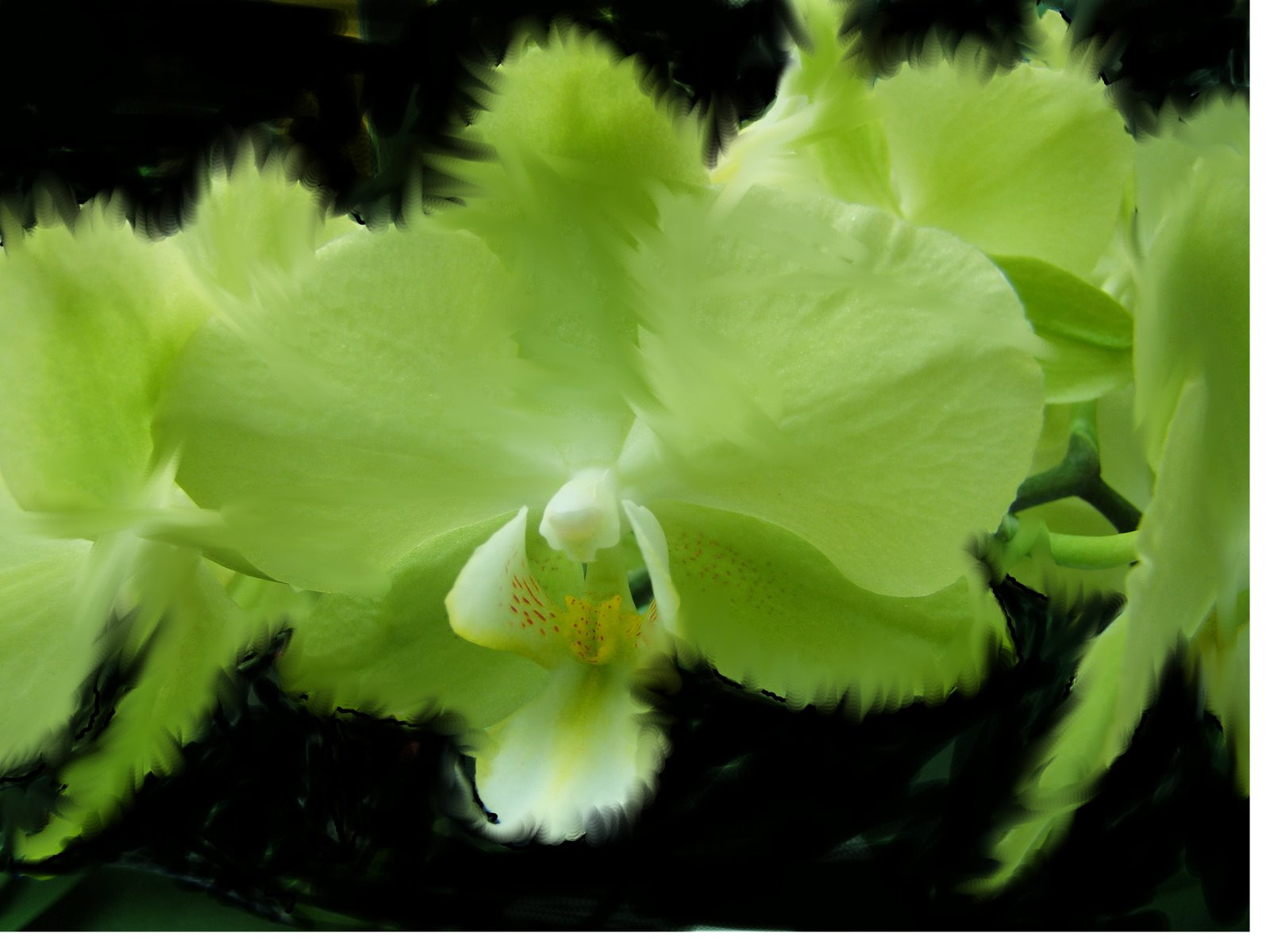 Zöld orchidea