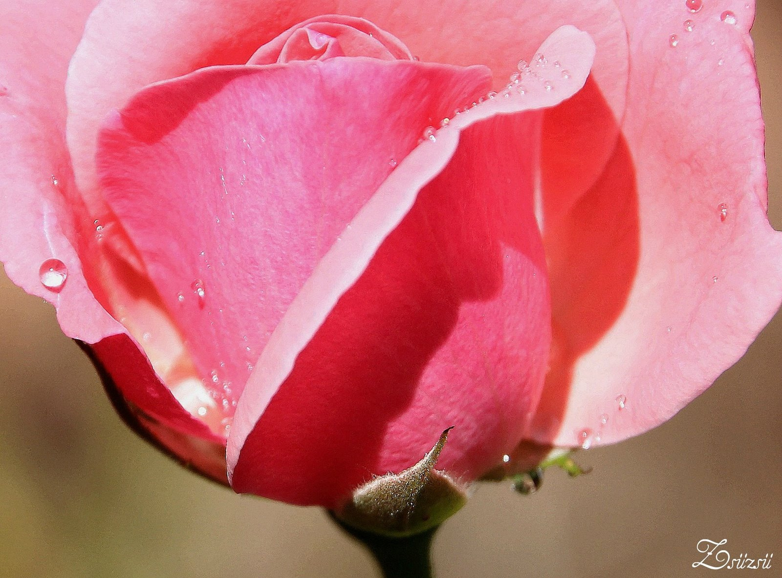 Rózsaszirmok