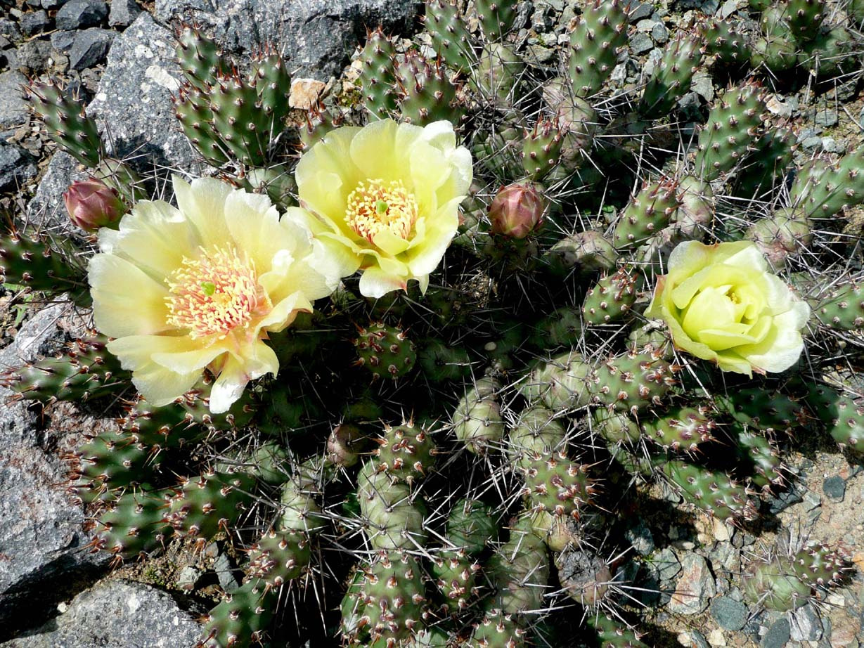 Opuntia var. brachyarthra