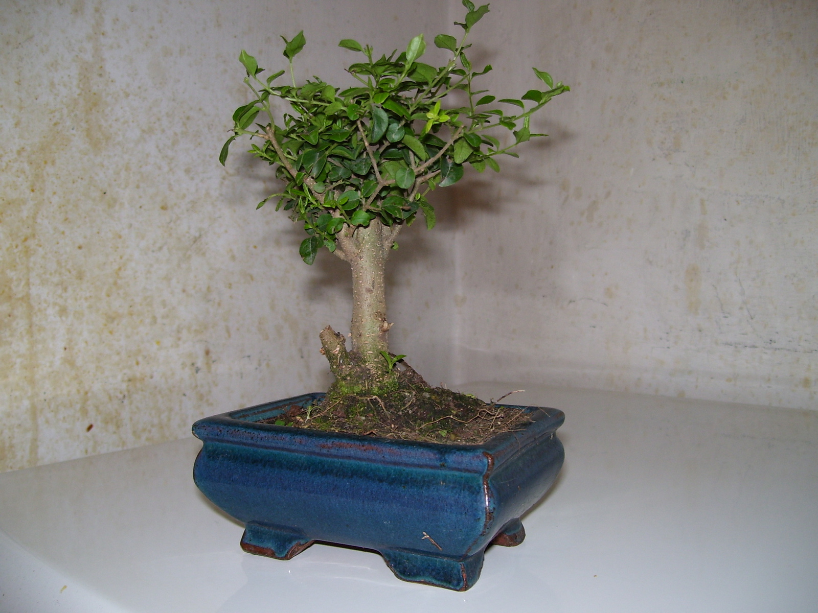 bonsai