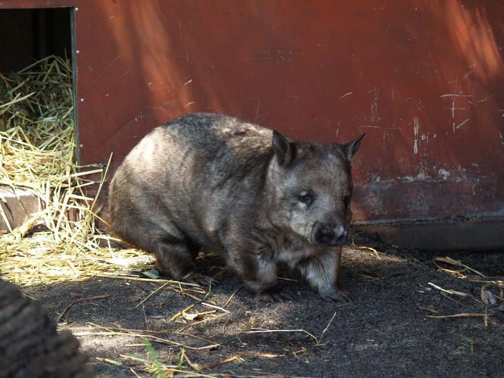 Caversham Wildlife Park Wombat 3