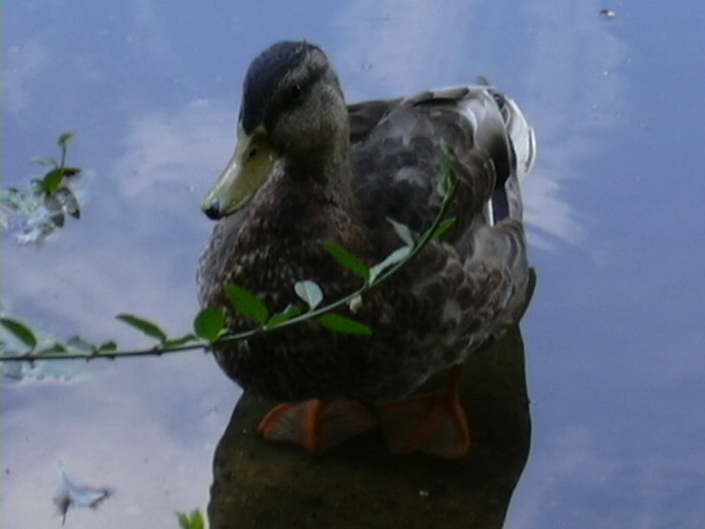 429 Central Park-The Pond