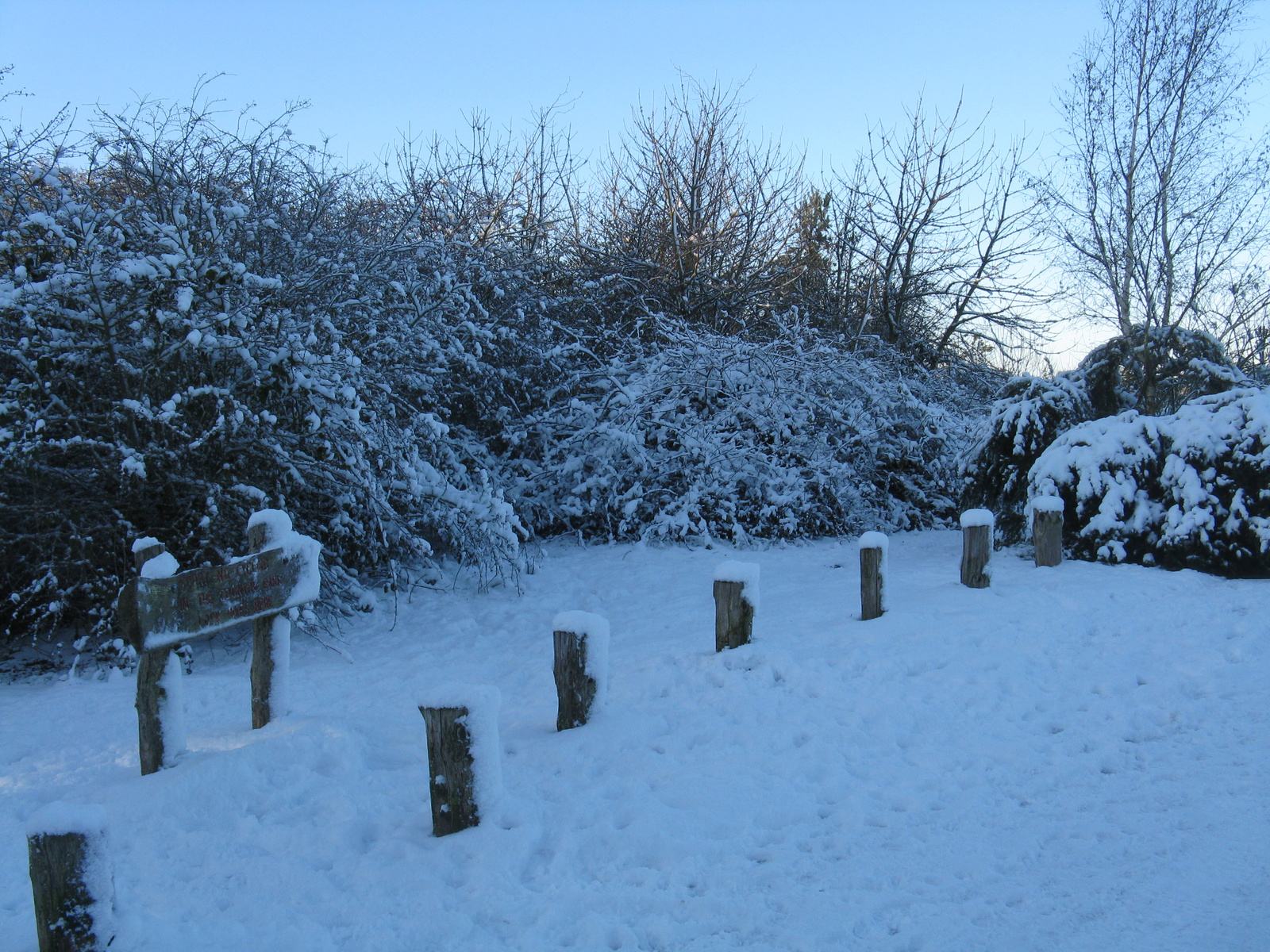 Covered tree