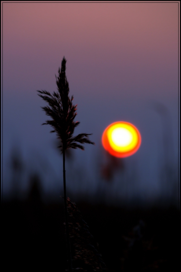2011.01.30. Napfelkelte a Fertő tónál (7)