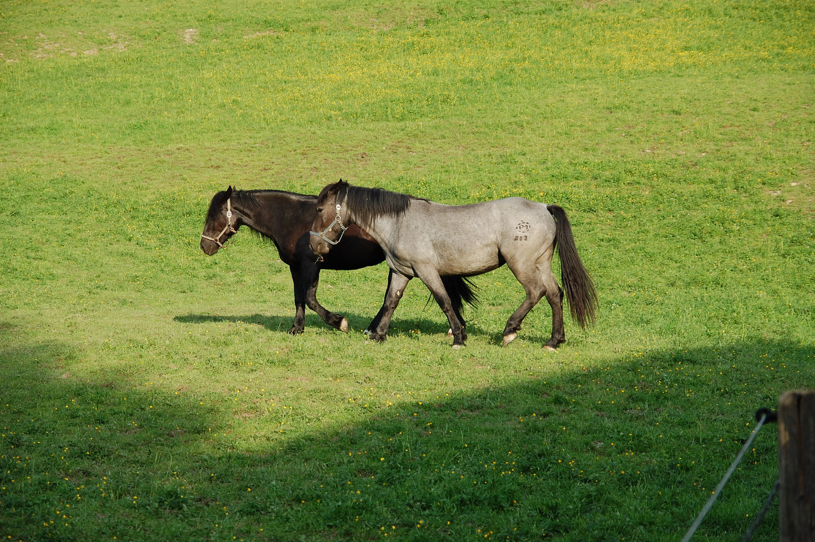 DSC 7535 resize