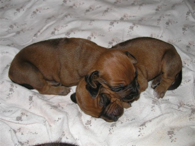 két tíz napos testvérke Rhodesiai Ridgeback kiskutya