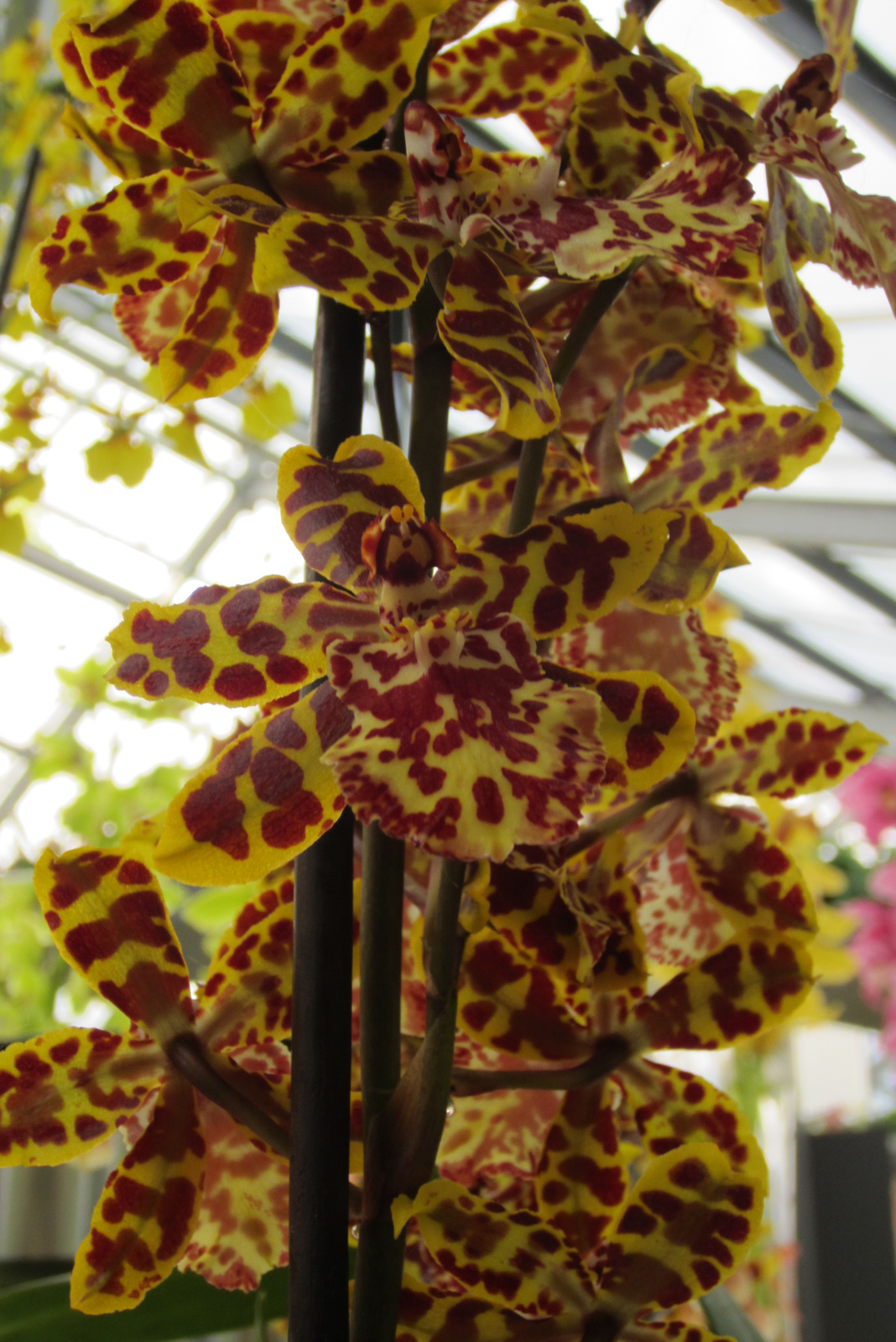Tigrismintás orchidea