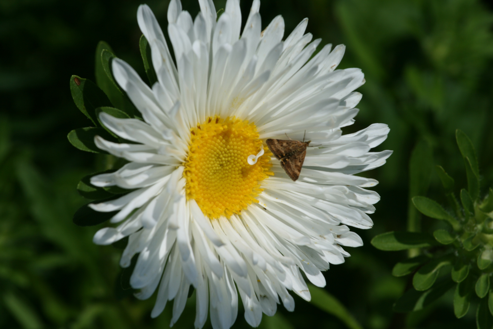 Fehér virág