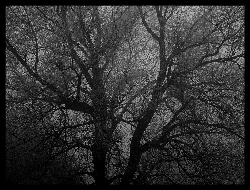 Csak egy fa a ködben