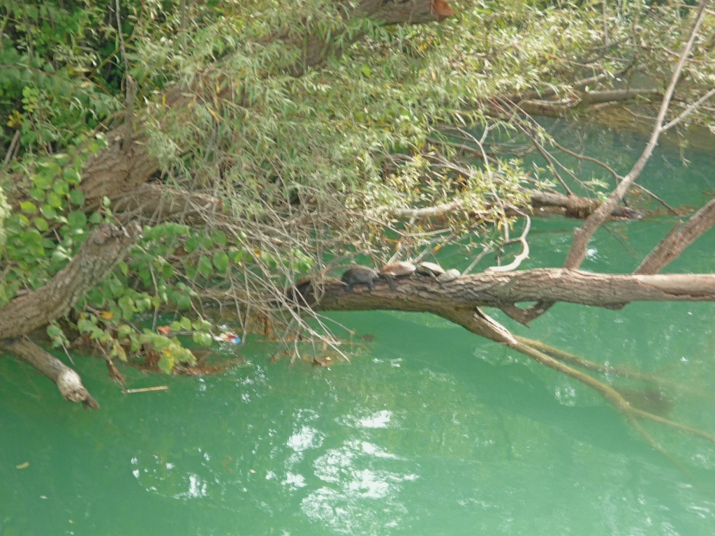 Teknősök pihenőhelye a Manavgat-folyón