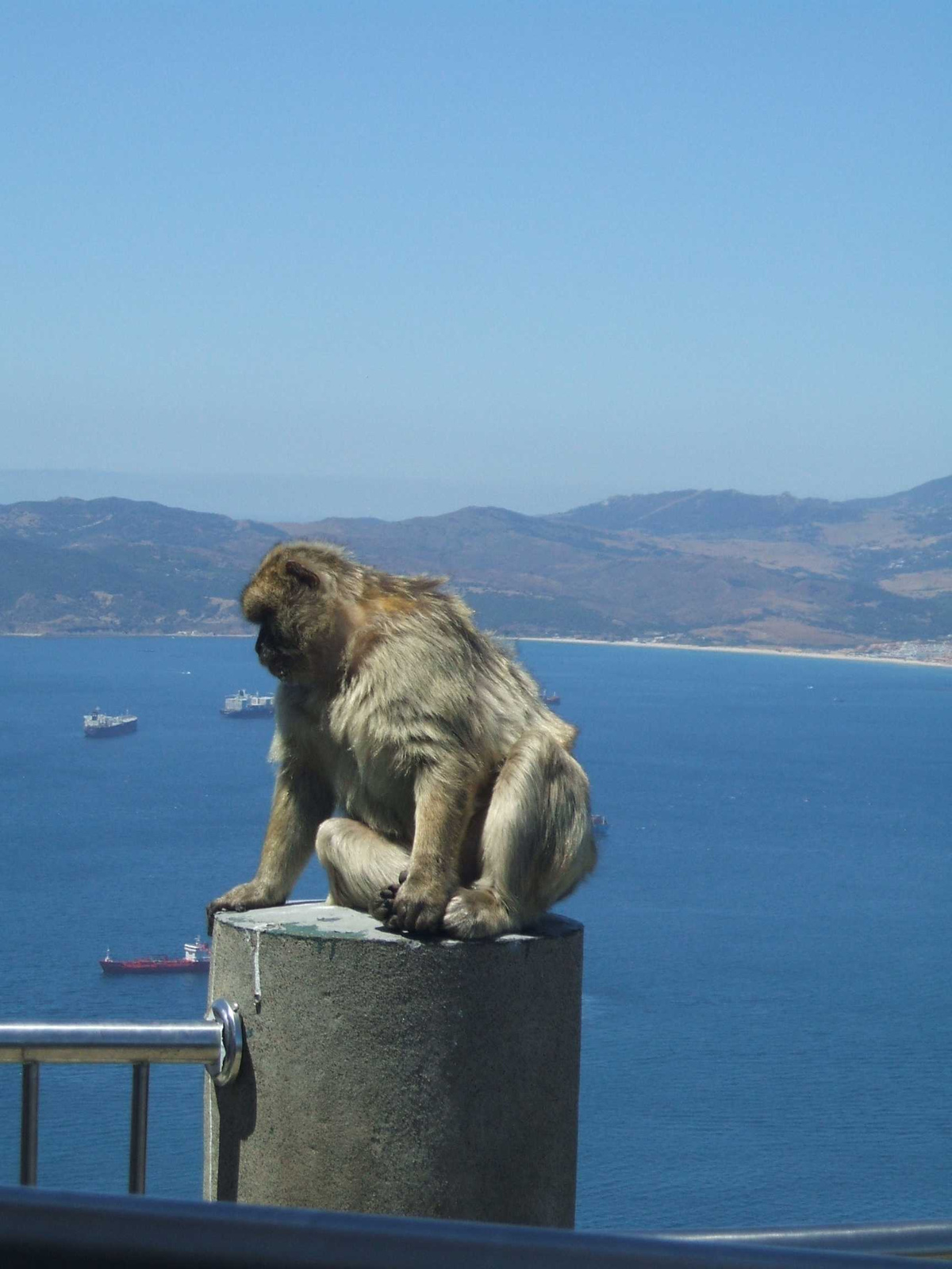 Gibraltar majmok