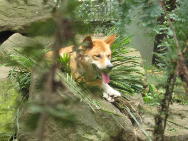 Dingo2