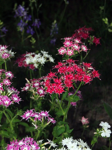 Lángvirág/PHLOX drummondii Twinkle Mixed