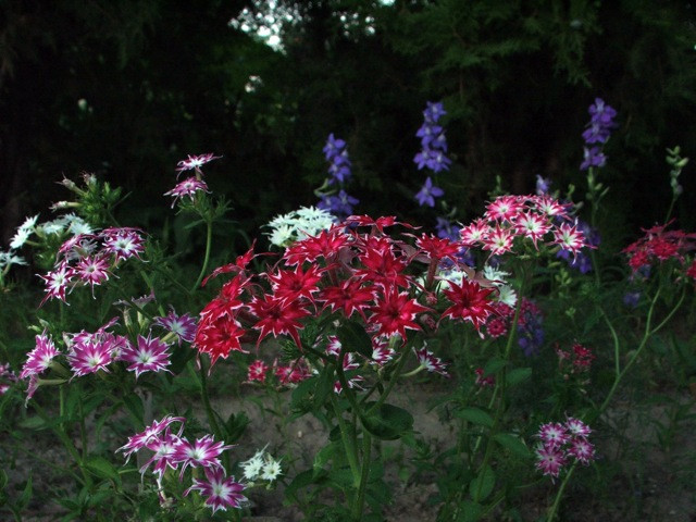 Lángvirág/PHLOX drummondii Twinkle Mixed