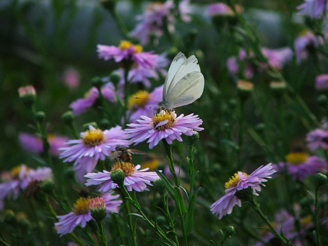 Aster/Őszirózsa