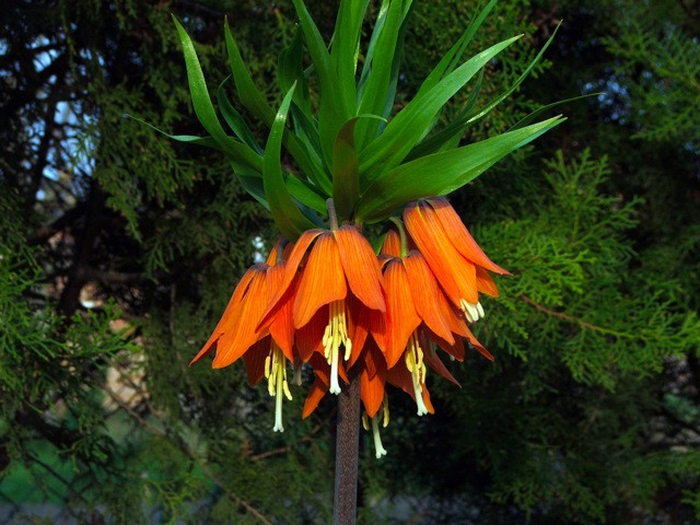 Fritillaria imperialis / Császárkorona