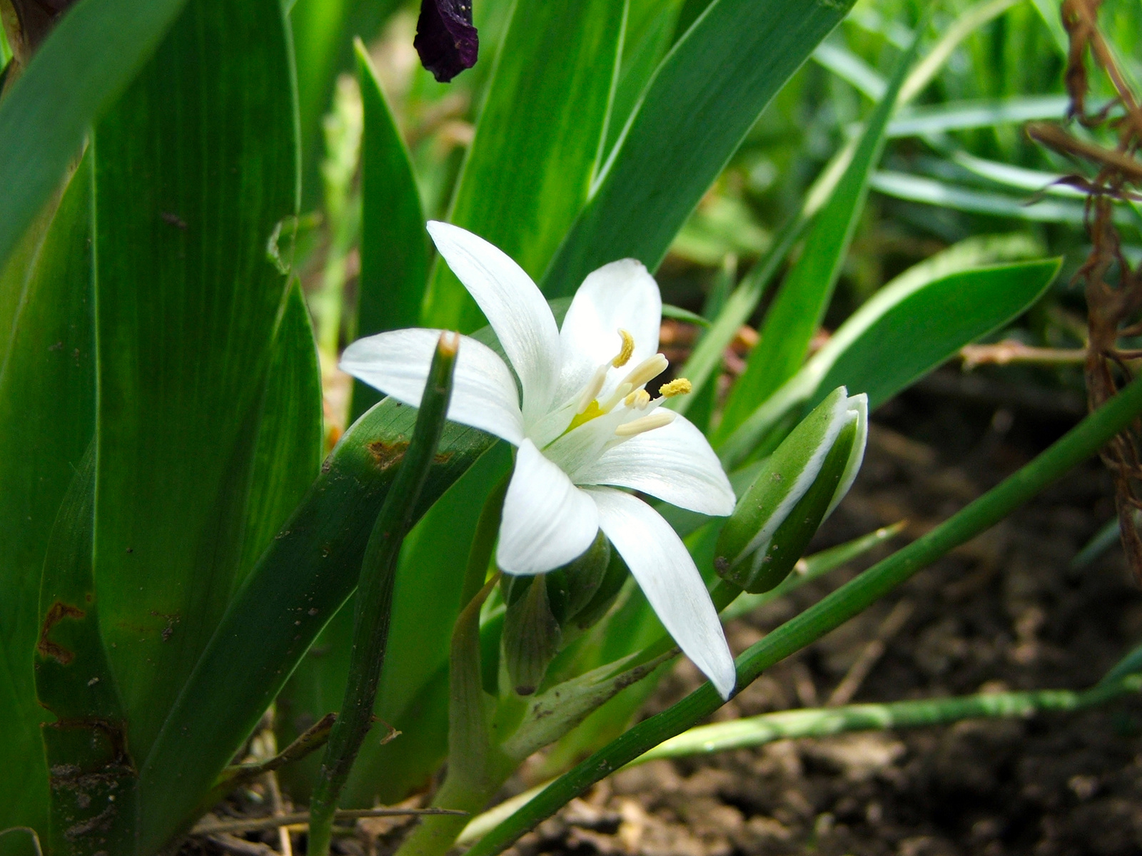 Ornitogallum umbellatum/Ernyős madártej