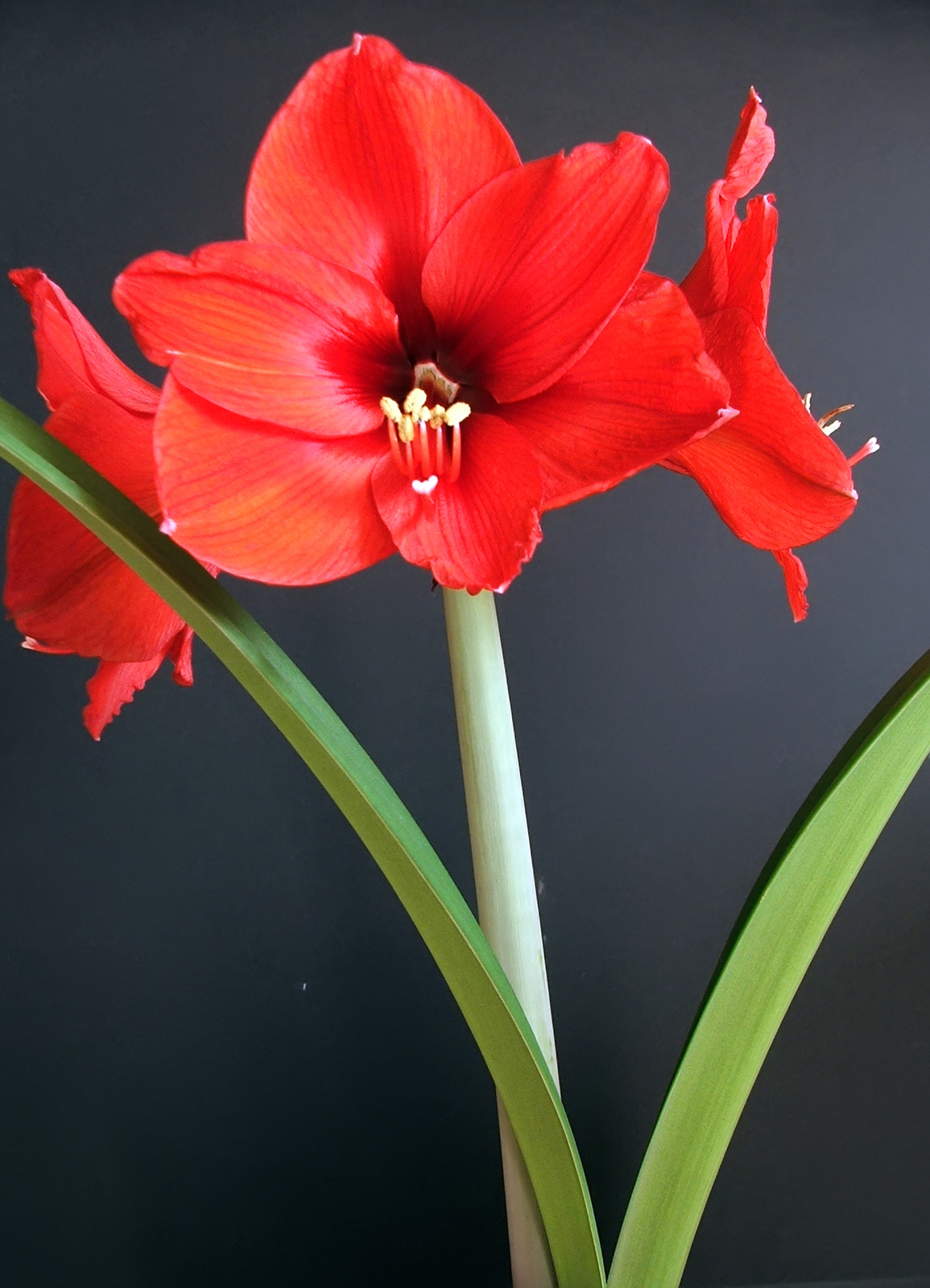 Amaryllis