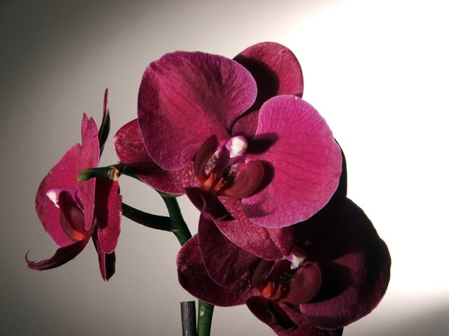 Orchidea