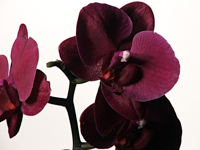 Orchidea