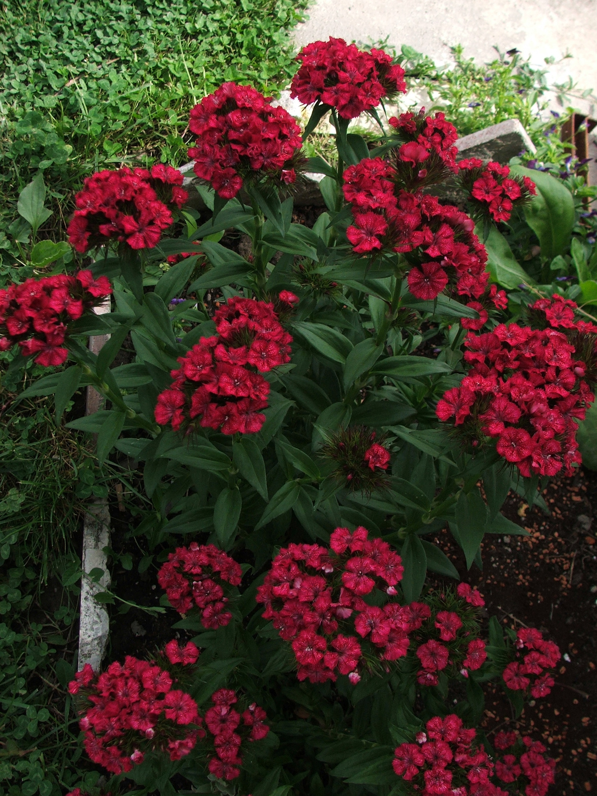 Törökszegfű (Dianthus barbatus)